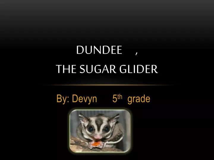 dundee the sugar glider