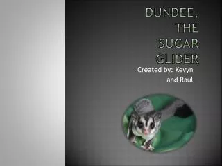 Dundee, the sugar glider