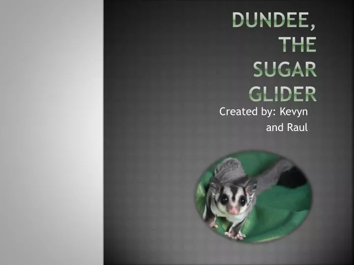 dundee the sugar glider