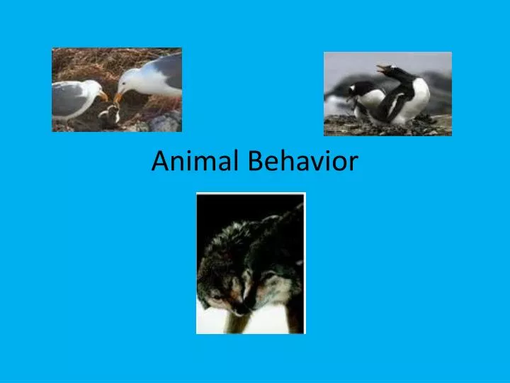 animal behavior