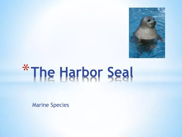 the harbor seal