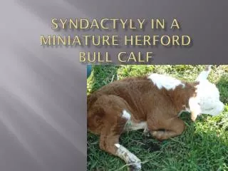 Syndactyly in a miniature Herford bull calf