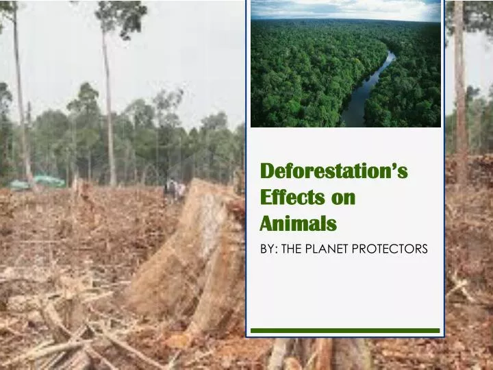 deforestation s effects on animals