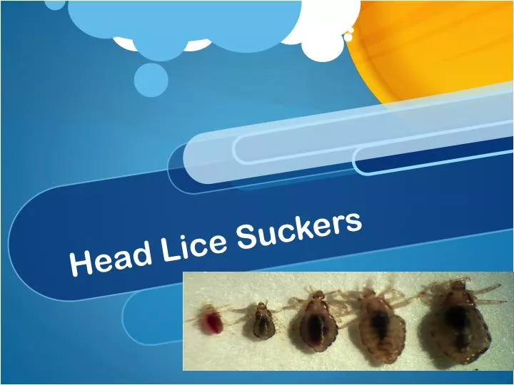 head lice suckers