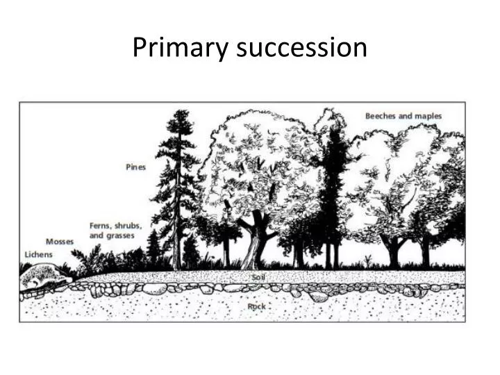 primary succession