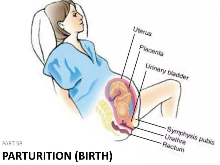 parturition birth