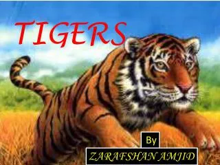 TIGERS