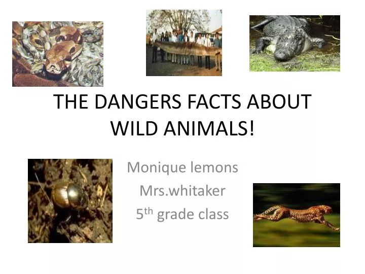 the dangers facts about wild animals