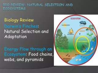 Bio review: Natural Selection and Ecosystems