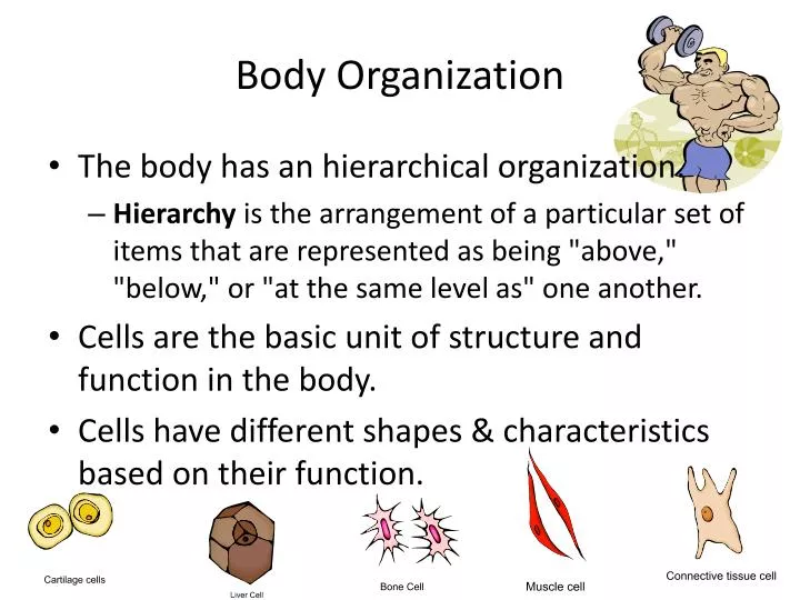 body organization