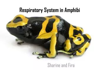 Respiratory System in Amphibi
