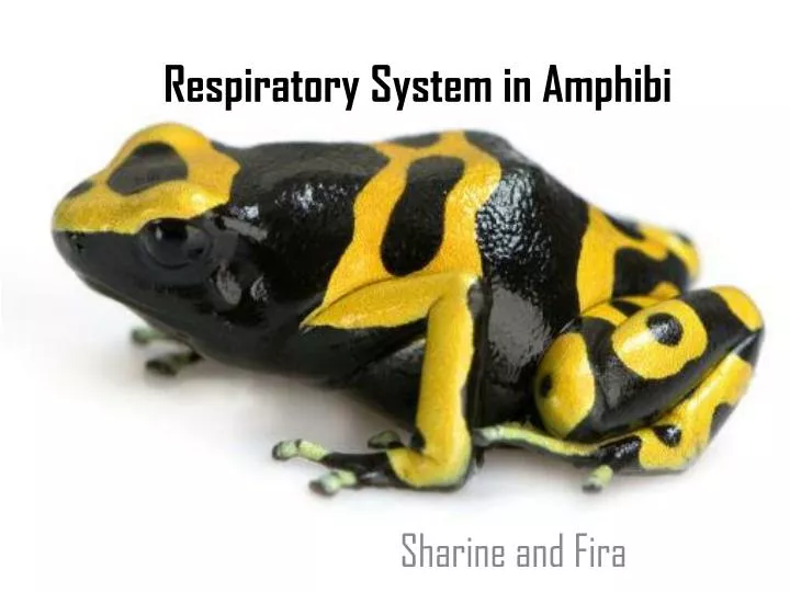 respiratory system in amphibi