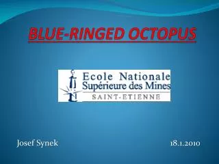 BLUE-RINGED OCTOPUS