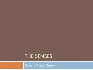 The Senses