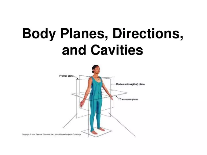 body planes directions and cavities