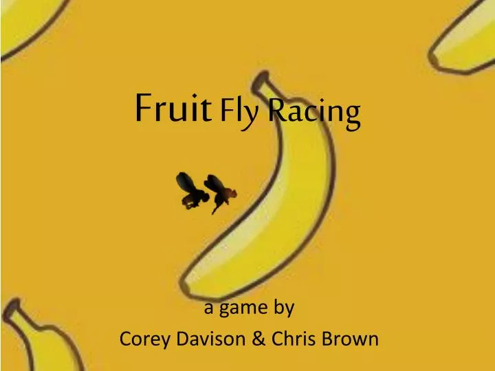 fruit fly racing