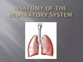 Anatomy of the Respiratory System