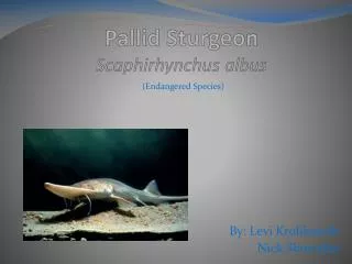 Pallid Sturgeon Scaphirhynchus albus