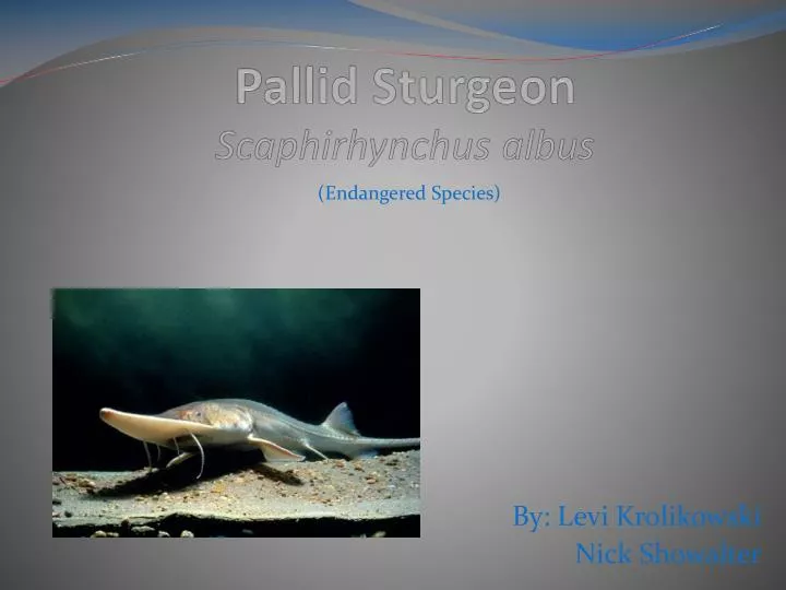 pallid sturgeon scaphirhynchus albus