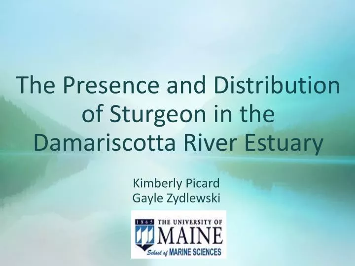 the presence and distribution of sturgeon in the damariscotta river estuary