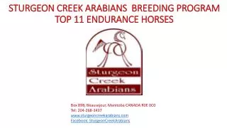 STURGEON CREEK ARABIANS BREEDING PROGRAM TOP 11 ENDURANCE HORSES
