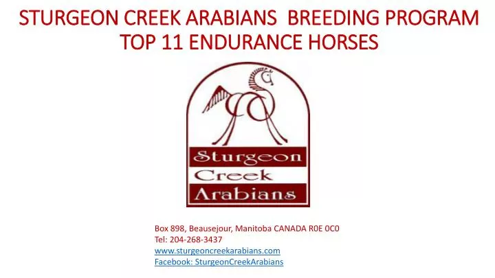 sturgeon creek arabians breeding program top 11 endurance horses