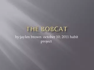 The bobcat