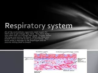 Respiratory system