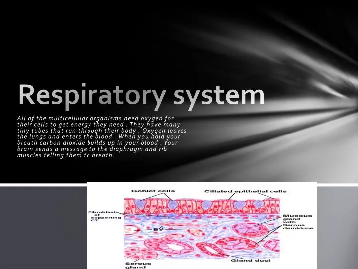 respiratory system