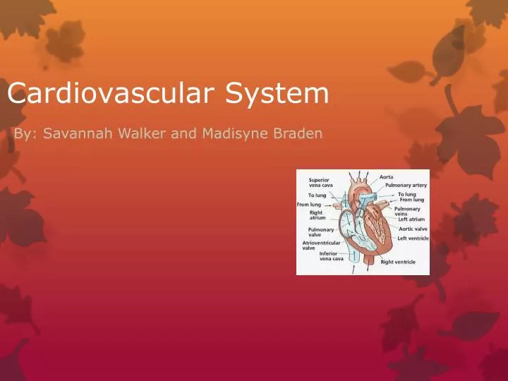 cardiovascular system