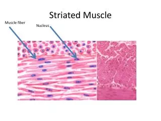 Striated Muscle