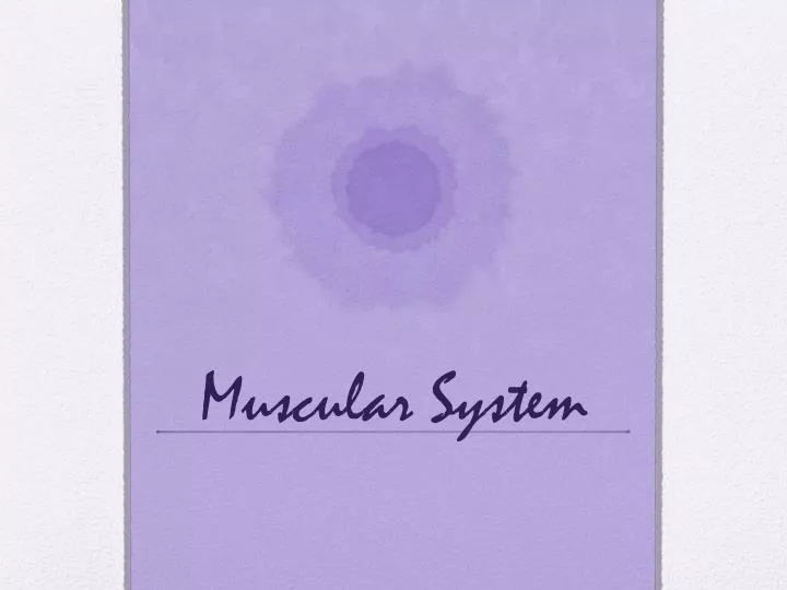 muscular system