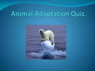Animal Adaptation Quiz.