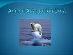 Animal Adaptation Quiz. - slide 1