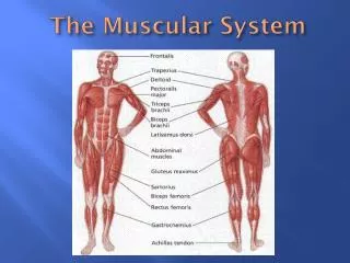 The Muscular System