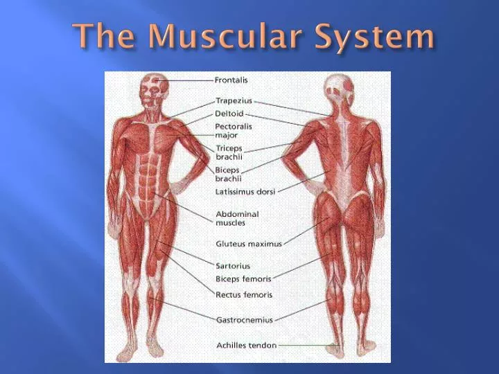 the muscular system