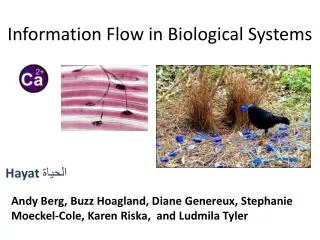 Information Flow in Biological Systems