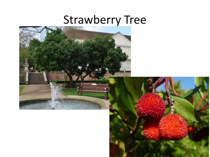 strawberry tree