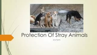 Protection Of Stray Animals