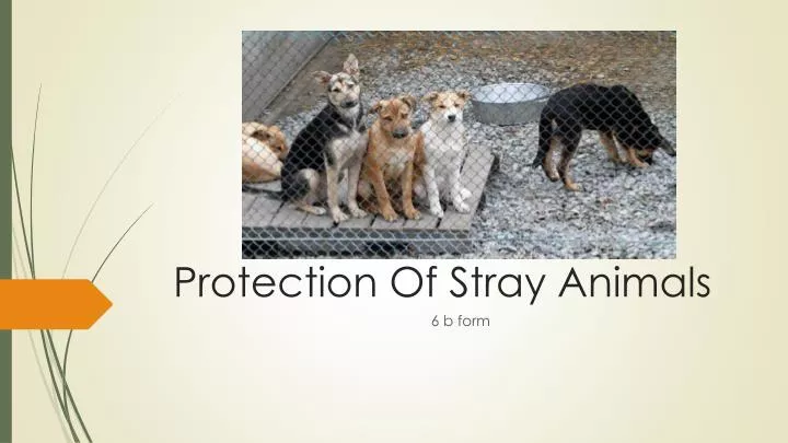 protection of stray animals