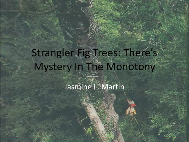 strangler fig trees there s mystery in the monotony