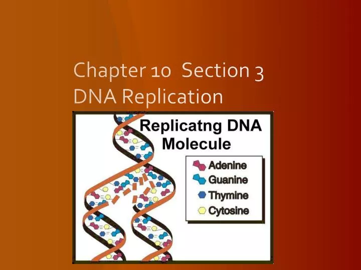 chapter 10 section 3 dna replication