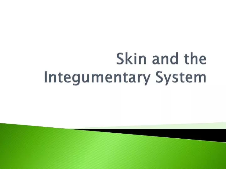 skin and the integumentary system