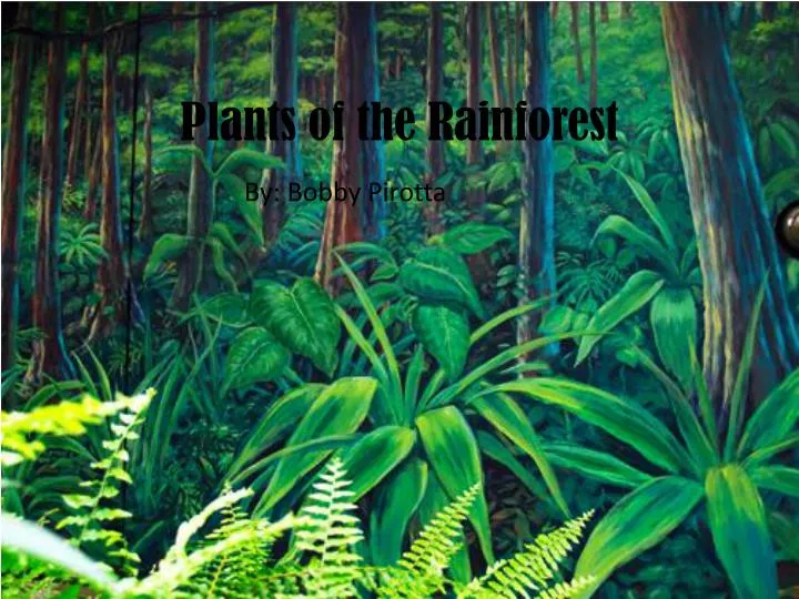 plants of the rainforest