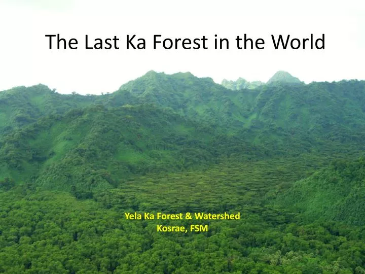 the last ka forest in the world