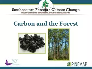 Carbon and the Forest
