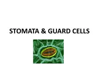 STOMATA &amp; GUARD CELLS