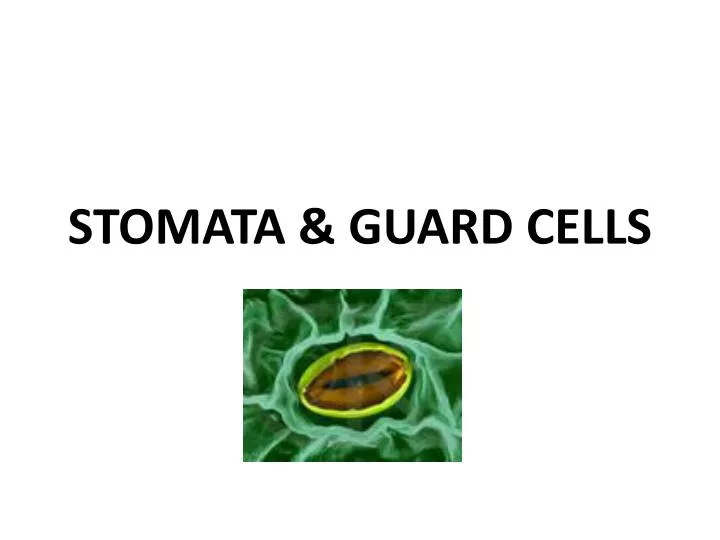 stomata guard cells