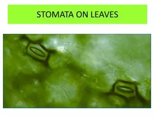 STOMATA ON LEAVES