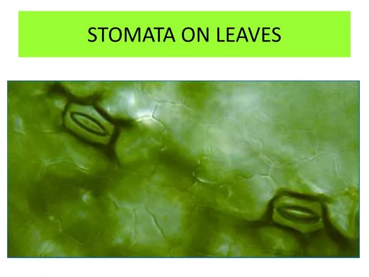 stomata on leaves
